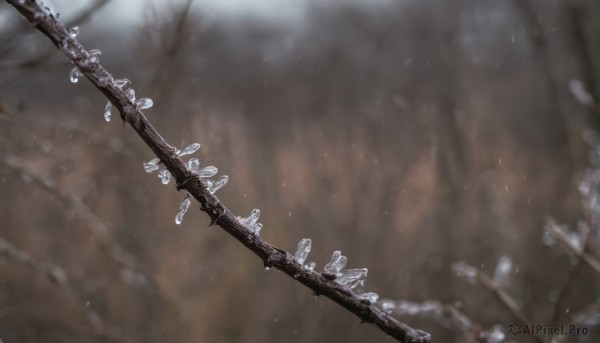 monochrome,outdoors,blurry,tree,no humans,depth of field,blurry background,sunlight,nature,scenery,light particles,snow,snowing,branch,bare tree,still life,water,plant,rain