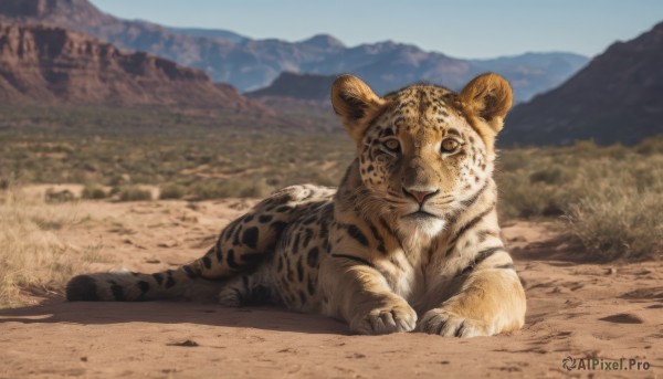 solo,looking at viewer,closed mouth,full body,outdoors,lying,sky,day,blurry,blue sky,no humans,depth of field,blurry background,animal,grass,on stomach,scenery,mountain,realistic,animal focus,tiger,mountainous horizon,signature,shadow