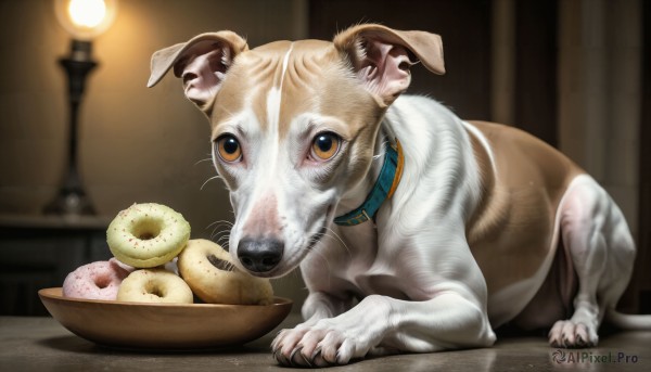 HQ,solo,looking at viewer,brown eyes,full body,food,indoors,blurry,collar,no humans,depth of field,blurry background,animal,cat,reflection,bowl,dog,realistic,lamp,doughnut,animal focus,animal collar,food focus,pet bowl,pet,yellow eyes,lying,watermark,web address,claws