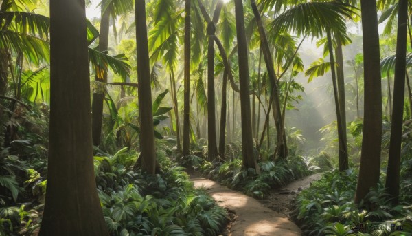 outdoors,day,tree,dutch angle,no humans,shadow,leaf,sunlight,grass,plant,nature,scenery,forest,light rays,palm tree,bush,shade,sunbeam,dappled sunlight,green theme,road,path