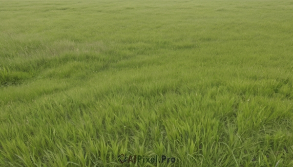 outdoors,day,no humans,traditional media,grass,nature,scenery,field,green theme,plant,road