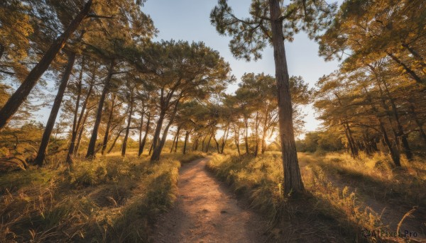 outdoors,sky,day,cloud,tree,blue sky,dutch angle,no humans,sunlight,grass,plant,nature,scenery,forest,road,autumn,path,leaf,sunset,bush,landscape