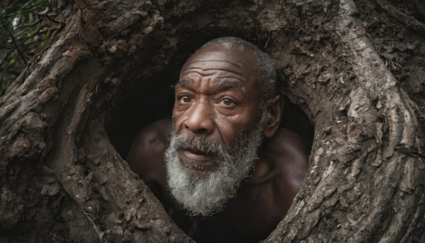 Image of a male in a beautiful tree