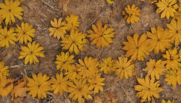 1girl,solo,flower,lying,no humans,leaf,traditional media,cat,scenery,yellow flower,on back,tree,from above,autumn leaves,autumn,yellow theme,ginkgo leaf