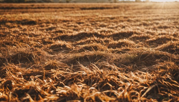 monochrome,outdoors,blurry,no humans,depth of field,grass,plant,nature,scenery,field,sepia,brown theme,orange theme,wheat,water,yellow theme,landscape