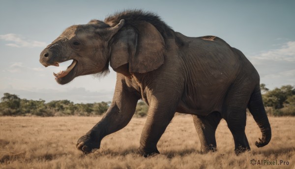 solo,open mouth,outdoors,sky,teeth,day,cloud,signature,from side,tree,blue sky,no humans,animal,fangs,grass,sharp teeth,scenery,claws,realistic,dinosaur,standing,tongue,tongue out,blurry,profile,nature,field,animal focus,tusks