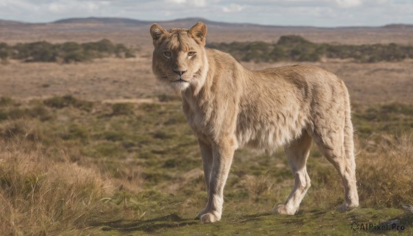 solo,looking at viewer,standing,full body,outdoors,sky,day,cloud,blurry,no humans,blurry background,animal,grass,nature,scenery,mountain,realistic,field,animal focus,tiger,blue sky