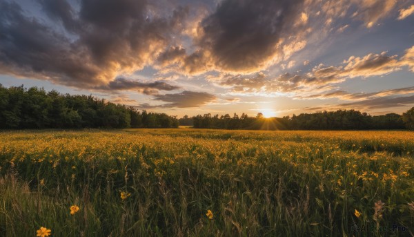 flower,outdoors,sky,day,cloud,tree,blue sky,no humans,sunlight,cloudy sky,grass,nature,scenery,forest,sunset,yellow flower,sun,field,flower field,landscape,light rays,mountain,evening,mountainous horizon