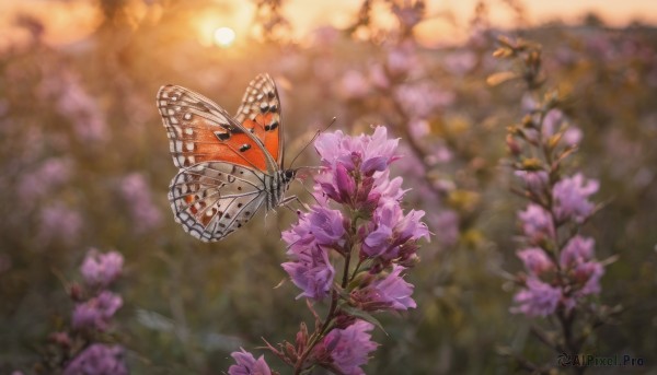 flower, outdoors, wings, sky, day, blurry, no humans, depth of field, blurry background, bug, butterfly, scenery, purple flower