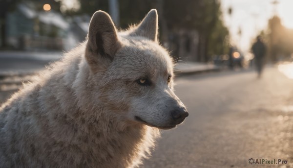 closed mouth, outdoors, day, blurry, no humans, depth of field, blurry background, animal, cat, dog, realistic, road, animal focus