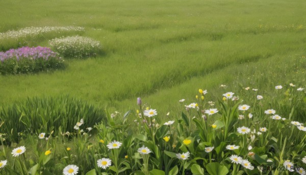 flower,outdoors,day,no humans,grass,white flower,nature,scenery,yellow flower,field,flower field,still life,daisy,leaf,plant,purple flower