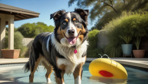 The timeless beauty of a dog in a bold day