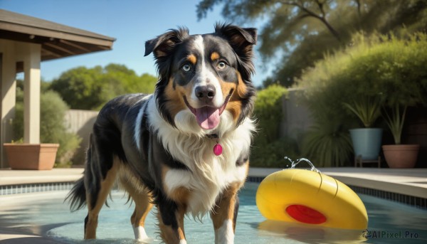 HQ,looking at viewer,open mouth,outdoors,sky,day,tongue,tongue out,water,tree,blue sky,no humans,animal,plant,dog,realistic,palm tree,pool,potted plant,animal focus,solo,blue eyes,standing,blurry,collar,mouth hold,sunlight,poolside