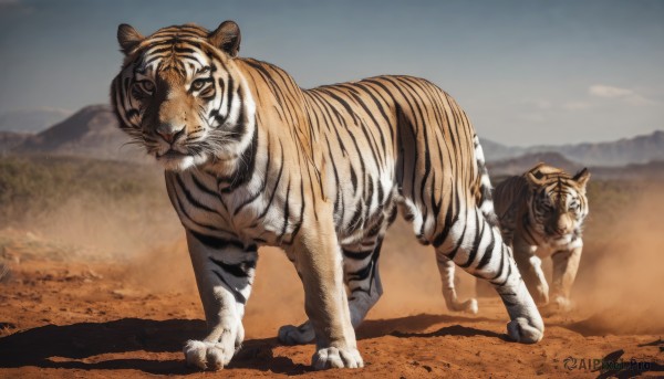 outdoors,sky,day,blurry,no humans,shadow,animal,mountain,realistic,chinese zodiac,animal focus,tiger,year of the tiger,desert,white tiger,looking at viewer,closed mouth,standing,full body,signature