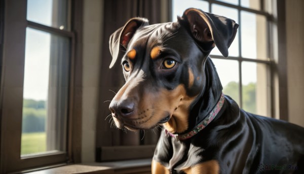 HQ,solo,closed mouth,yellow eyes,day,indoors,blurry,collar,no humans,window,blurry background,animal,curtains,dog,realistic,animal focus,looking at viewer,brown eyes,portrait,red collar,animal collar