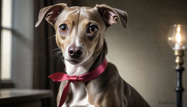 HQ,solo,looking at viewer,brown eyes,upper body,indoors,blurry,neckerchief,no humans,window,depth of field,blurry background,animal,dog,realistic,candle,animal focus,ribbon,closed mouth,collar,cat,red neckerchief,horizontal pupils