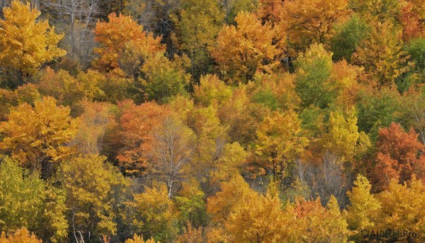 outdoors,tree,no humans,leaf,traditional media,nature,scenery,forest,painting (medium),autumn leaves,autumn,day,artist name,signature