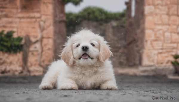 solo,open mouth,outdoors,day,tongue,tongue out,blurry,black eyes,no humans,depth of field,blurry background,animal,fangs,dog,realistic,wall,animal focus,white fur,brick wall,looking at viewer,plant,fluffy