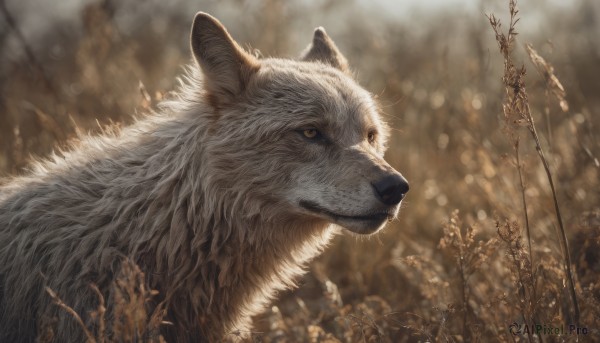 closed mouth, outdoors, signature, blurry, no humans, depth of field, blurry background, animal, realistic, animal focus