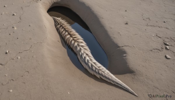 solo,outdoors,no humans,shadow,feathers,rock,sand,close-up