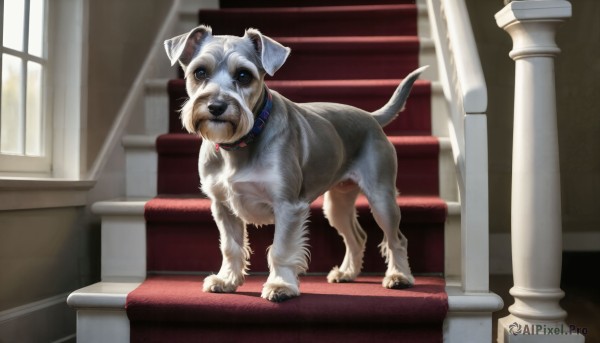 HQ,solo,looking at viewer,blue eyes,tail,full body,day,indoors,collar,no humans,window,animal,dog,stairs,realistic,animal focus,red collar,animal collar,standing,chair,sunlight,couch,light rays,pillar,armchair