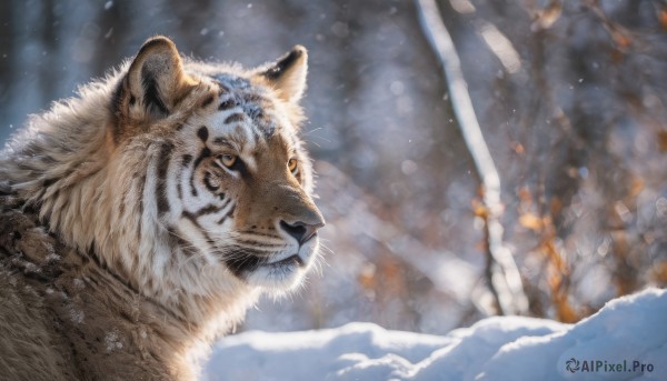A striking snowy outdoors featuring the elegance of a tiger