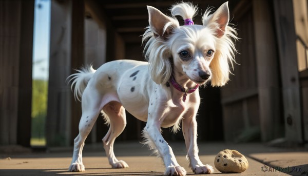 HQ,solo,looking at viewer,blue eyes,closed mouth,standing,full body,outdoors,day,signature,blurry,collar,no humans,blurry background,animal,hair bobbles,bowl,dog,realistic,leash,animal focus,animal collar,pet bowl,hair ornament,tail,indoors,black eyes,web address,door,topknot