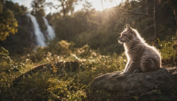 A magnificent tiger within day