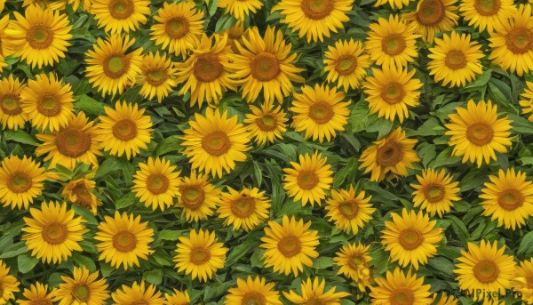 flower,outdoors,no humans,leaf,plant,nature,scenery,yellow flower,sunflower,field,flower field,still life