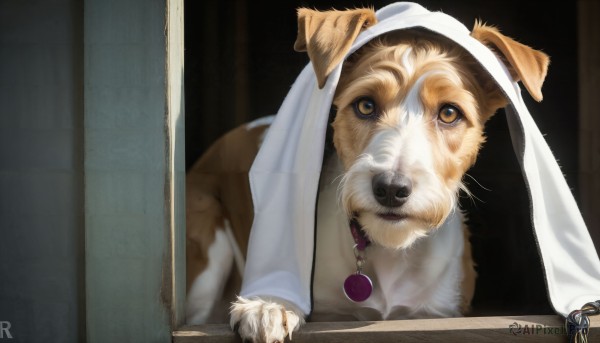 HQ,solo,looking at viewer,animal ears,brown eyes,yellow eyes,indoors,collar,no humans,animal,dog ears,dog,realistic,door,animal focus,whiskers,doorway,shiba inu,artist name,signature,animal collar