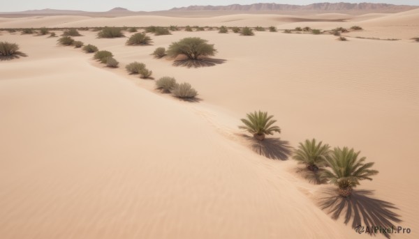 outdoors,day,water,tree,no humans,ocean,beach,grass,plant,nature,scenery,sand,palm tree,shore,desert,sky,fruit,bird,leaf