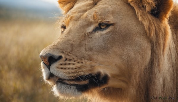 solo,brown eyes,closed mouth,outdoors,signature,blurry,no humans,depth of field,blurry background,animal,cat,looking up,portrait,close-up,realistic,animal focus,whiskers,lion,1boy,male focus,profile,facial hair,looking away,looking afar