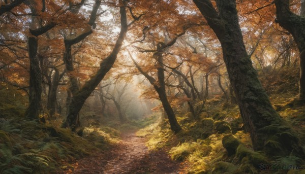 outdoors, day, tree, no humans, leaf, sunlight, grass, nature, scenery, forest, road, autumn leaves, autumn, path