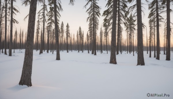 outdoors,sky,cloud,tree,no humans,sunlight,nature,scenery,snow,forest,sunset,bamboo,winter,bare tree,day,evening,landscape