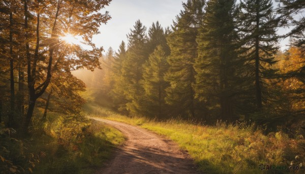 outdoors,sky,day,tree,dutch angle,no humans,sunlight,grass,nature,scenery,forest,sun,road,bush,autumn,landscape,path,cloud,blue sky,sunset