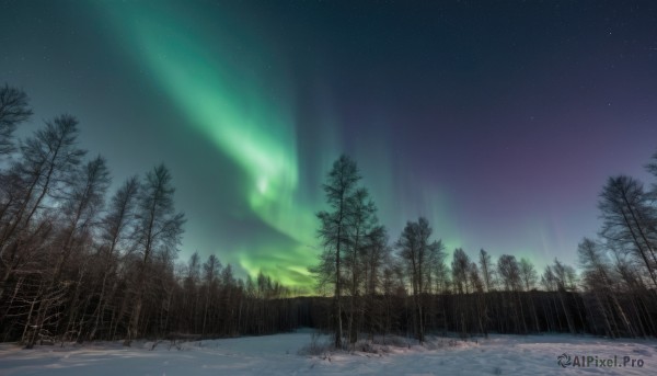 outdoors,sky,tree,no humans,night,star (sky),nature,night sky,scenery,snow,forest,starry sky,winter,bare tree,pine tree,aurora,grass,landscape