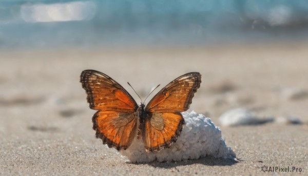 outdoors, wings, sky, day, blurry, no humans, from above, bug, butterfly, rock, sand, antennae, desert