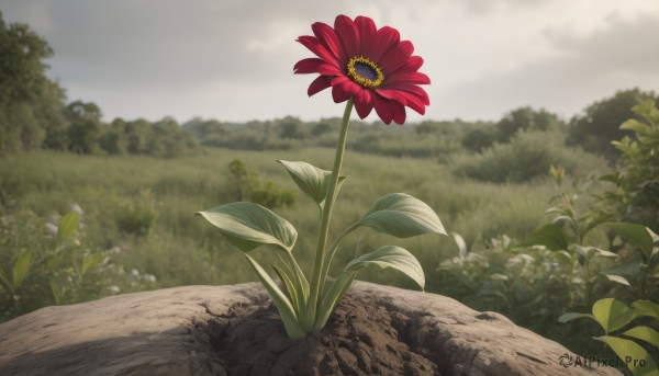 flower,outdoors,sky,day,cloud,blurry,tree,no humans,depth of field,blurry background,leaf,grass,plant,red flower,nature,scenery,forest,field,still life,cloudy sky,rock,bush,landscape