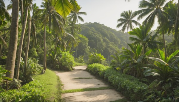 outdoors,sky,day,tree,no humans,beach,sunlight,grass,plant,nature,scenery,forest,sand,palm tree,bush,shade,signature,leaf,road,green theme,path