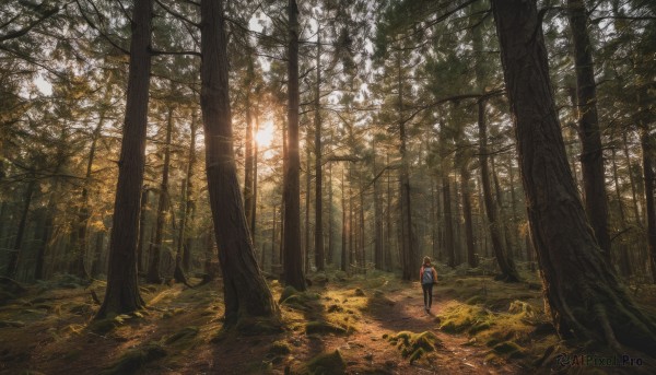 solo, 1boy, standing, outdoors, tree, sunlight, nature, scenery, forest