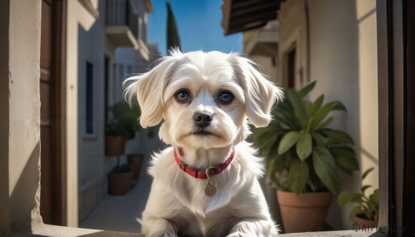 HQ,solo,looking at viewer,blue eyes,outdoors,sky,day,blurry,collar,blue sky,no humans,window,animal,plant,building,dog,realistic,door,potted plant,animal focus,red collar,flower pot,blurry background,animal collar