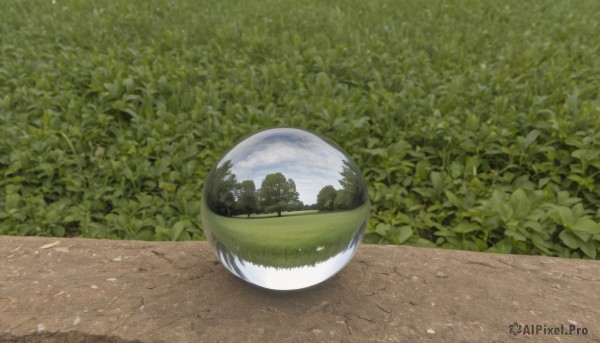 outdoors,sky,day,tree,no humans,leaf,grass,plant,nature,scenery,forest,reflection,bowl,bush,green theme,cloud,blue sky,shadow,road