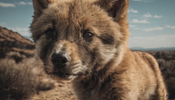 solo,looking at viewer,closed mouth,outdoors,sky,day,cloud,blurry,blue sky,no humans,depth of field,blurry background,animal,dog,realistic,animal focus,shiba inu,blue eyes,close-up