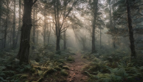 outdoors, tree, no humans, leaf, sunlight, grass, plant, nature, scenery, forest