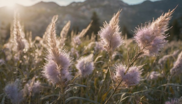 flower, outdoors, sky, day, blurry, tree, blue sky, no humans, depth of field, blurry background, nature, scenery, mountain, field, landscape