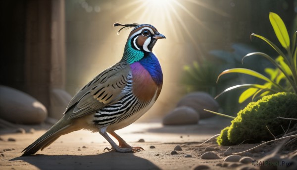 HQ,solo,standing,full body,outdoors,day,blurry,from side,no humans,depth of field,blurry background,bird,animal,leaf,sunlight,feathers,plant,light rays,rock,realistic,animal focus,beak,blue eyes,closed mouth,shadow,blue feathers