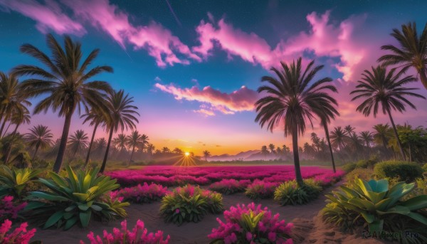 flower, outdoors, sky, cloud, tree, no humans, grass, plant, star (sky), scenery, starry sky, sunset, palm tree, horizon