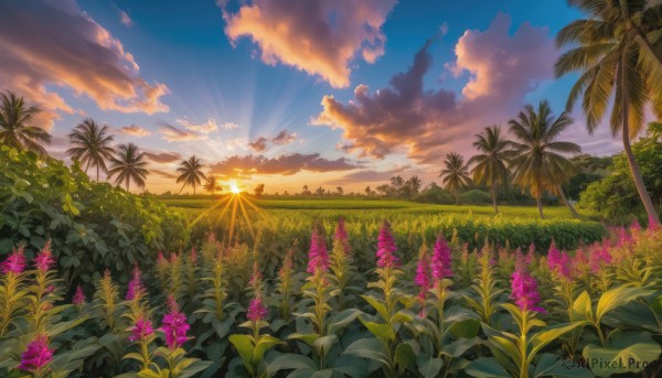 flower, outdoors, sky, cloud, tree, no humans, sunlight, cloudy sky, grass, plant, nature, scenery, sunset, palm tree, sun, horizon