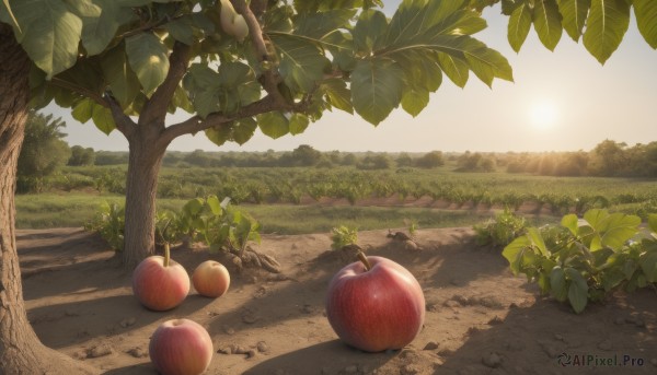 outdoors,food,sky,day,tree,no humans,fruit,shadow,leaf,sunlight,grass,plant,nature,scenery,apple,road,path,sunset,mountain,branch,bush,shade,dappled sunlight,landscape,still life