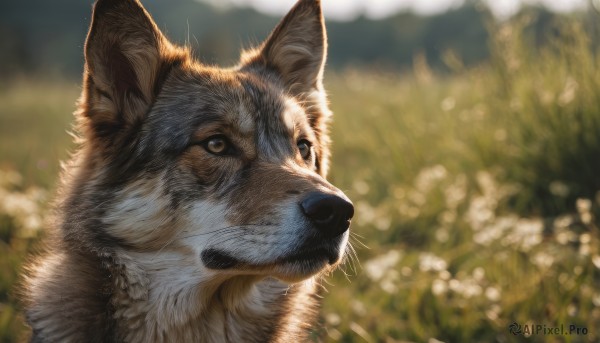 solo,closed mouth,outdoors,day,blurry,black eyes,no humans,depth of field,blurry background,animal,grass,looking up,portrait,dog,realistic,animal focus,brown eyes,signature,close-up